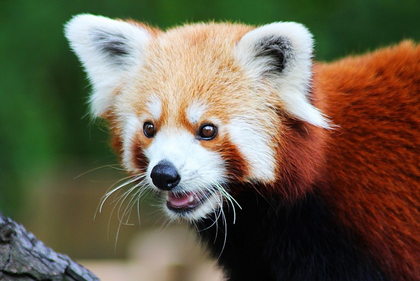 Protected Mammalian Wildlife of Nepal