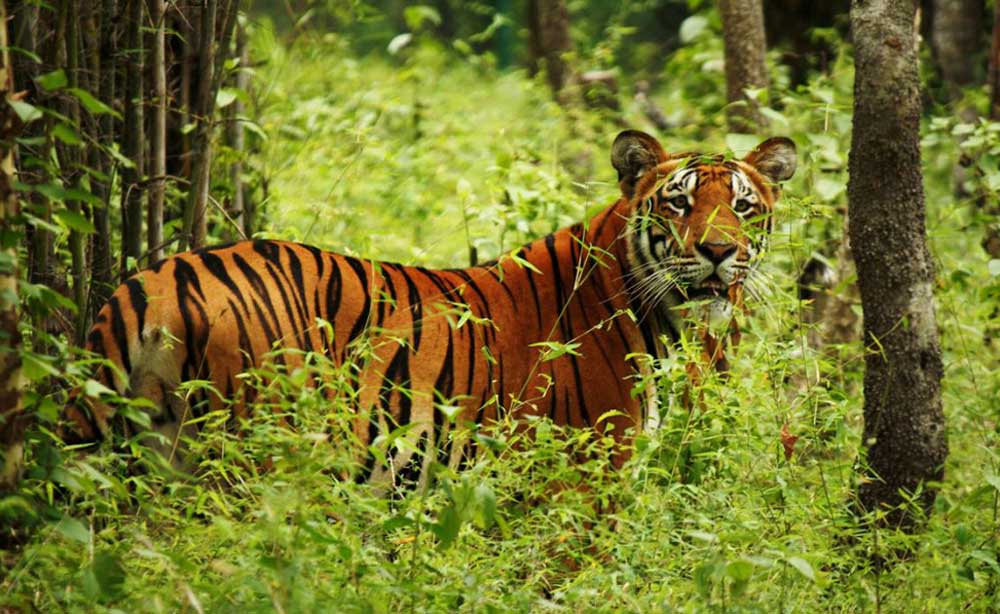 Date set for Tiger Census 2026,