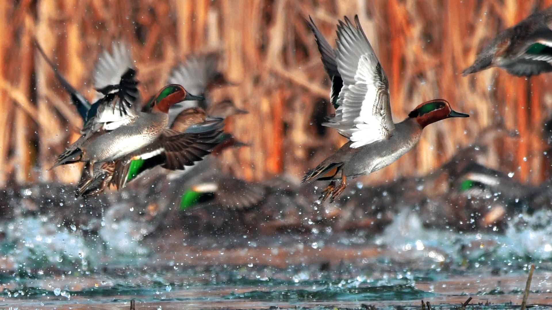 Asian Waterbird Census, 2022