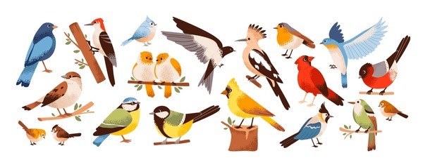 Description of some strange birds