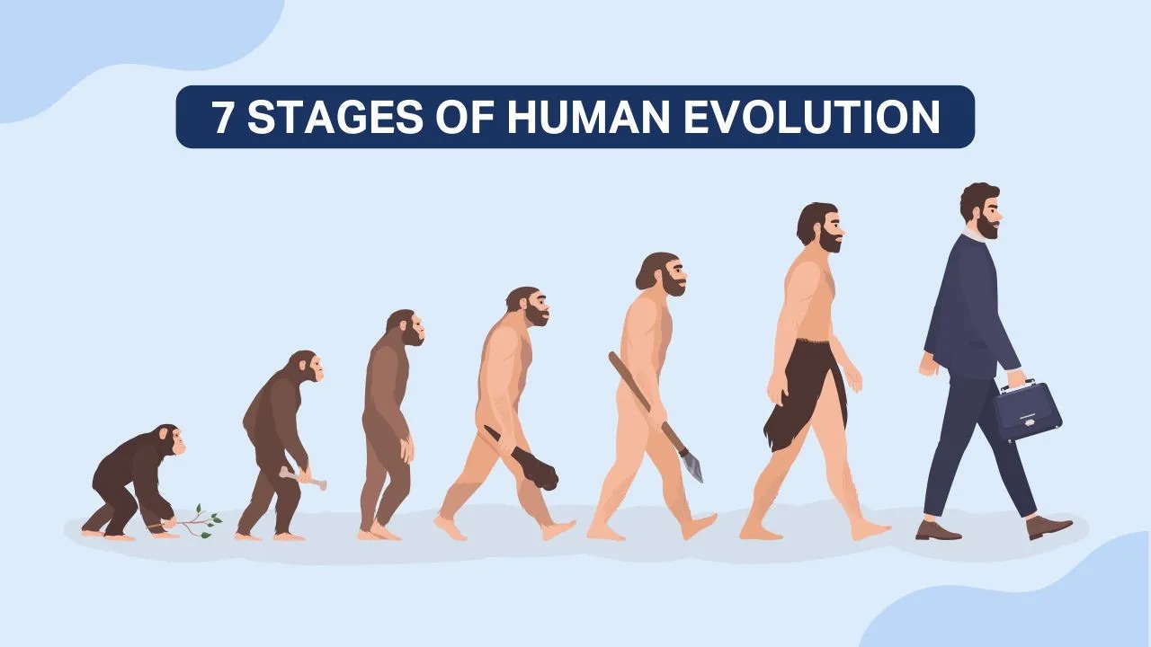 The 7 Stages of Human Evolution